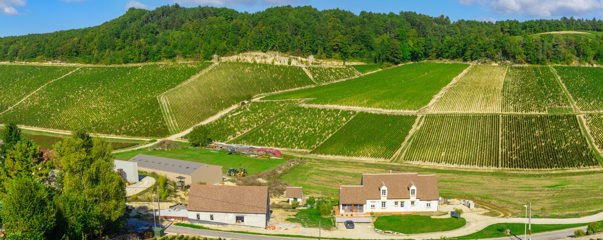 Panoramavy över vinodlingar i Chablis.