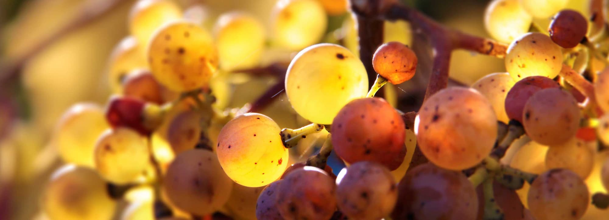 Vitt vin: Prova riesling och chardonnay från olika länder