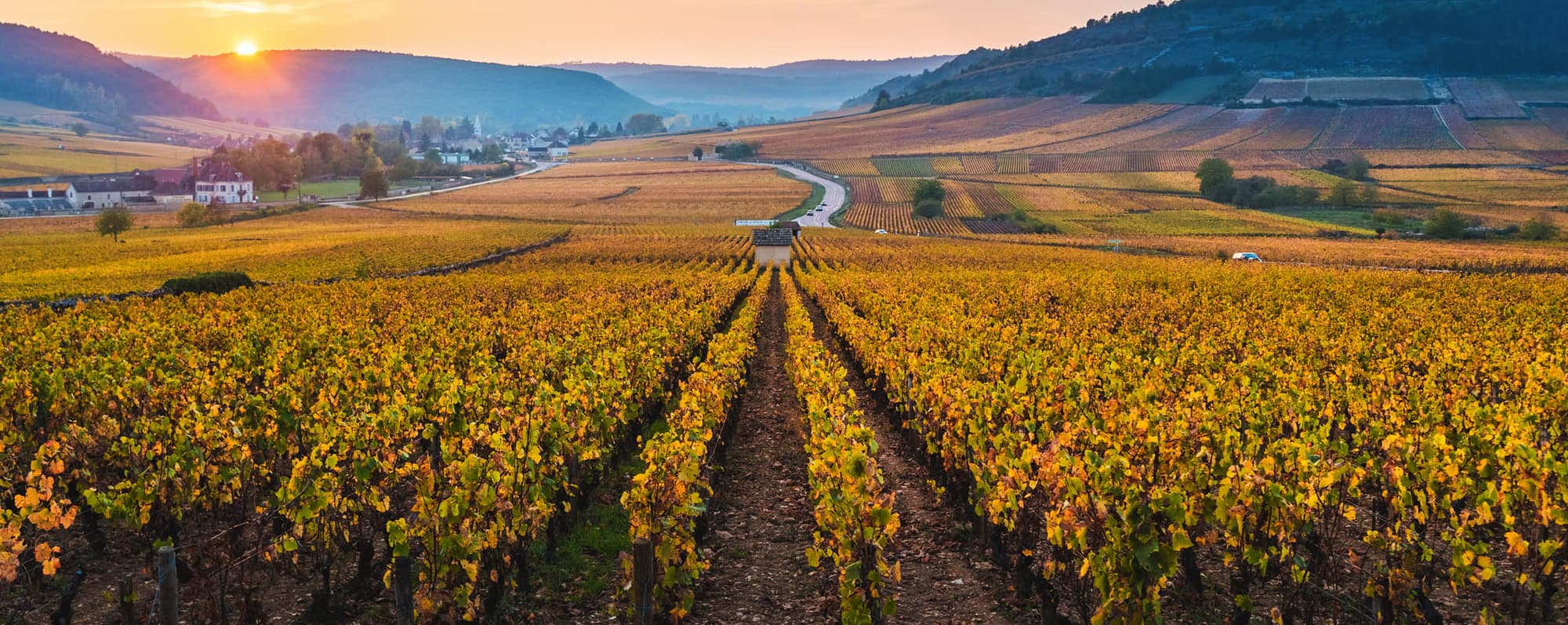 Solnedgång över gula vinfält i Bourgogne