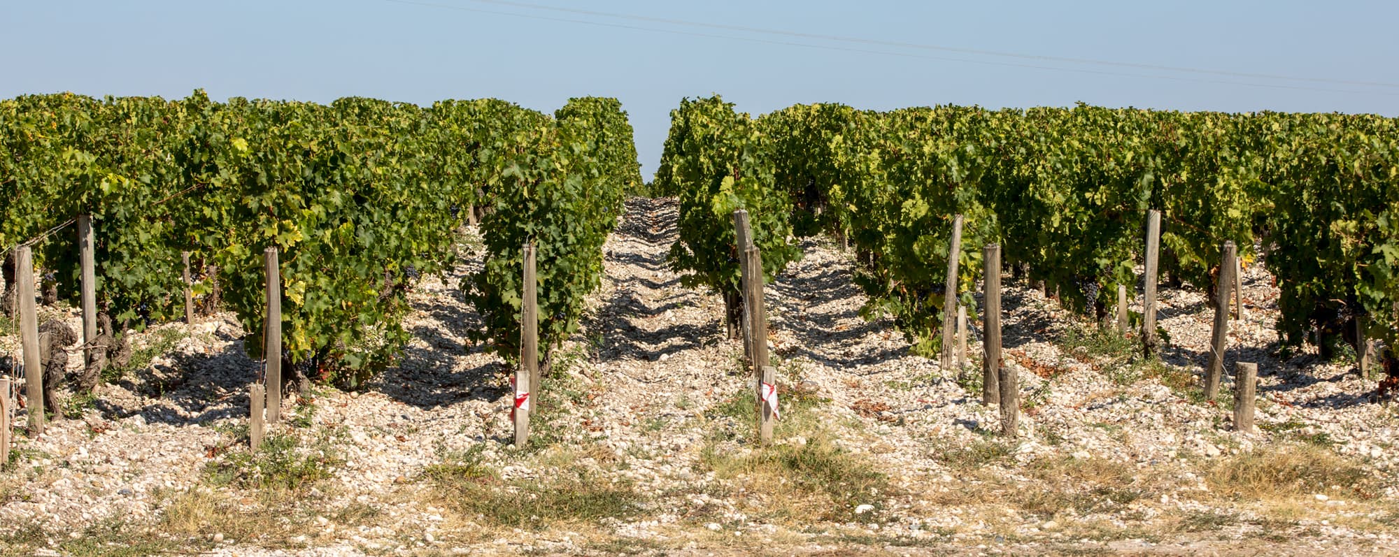 Frodiga vinrankor planterade i grusjord i Medoc.
