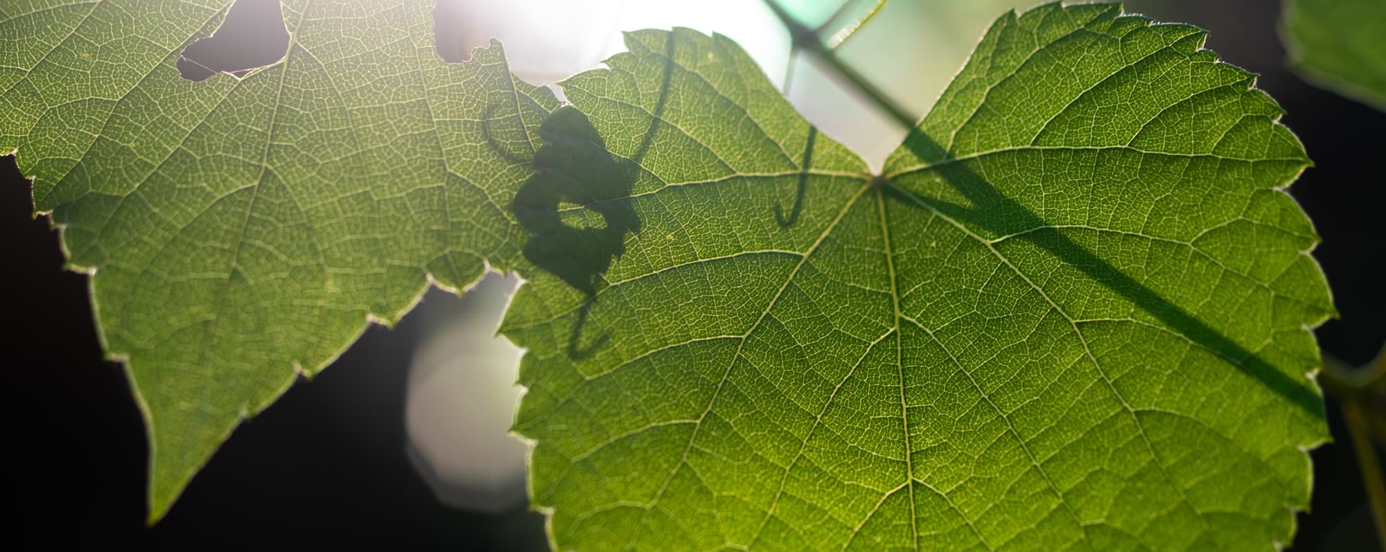 Ekologiskt vin: Närbild av stort, grönt vinblad i motljus.