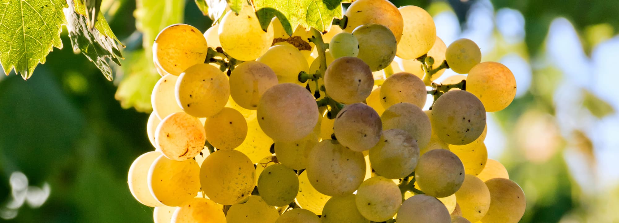 Torrontés