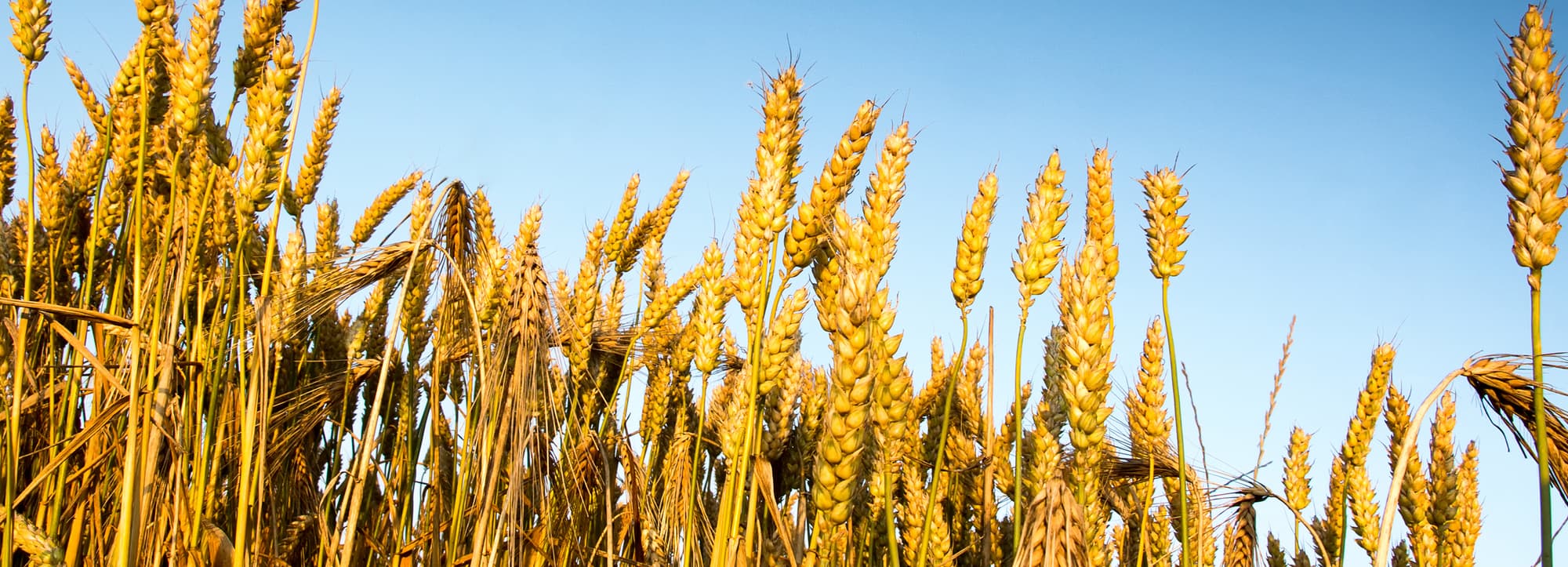 Grainwhisky – alltid i blended