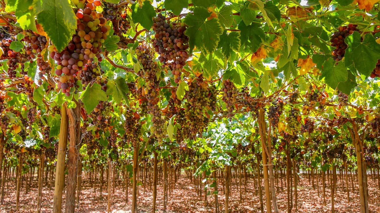 druvor på pergola för pisco