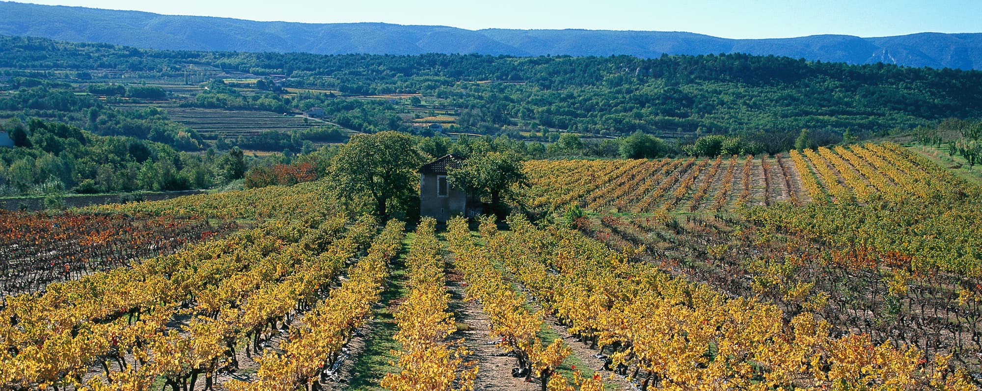 I en vingård bland bergen i Provence ligger ett litet vitt hus omgivet av vinrankor i gult och grönt.