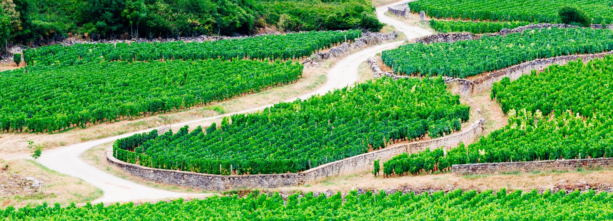 Côte de Beaune