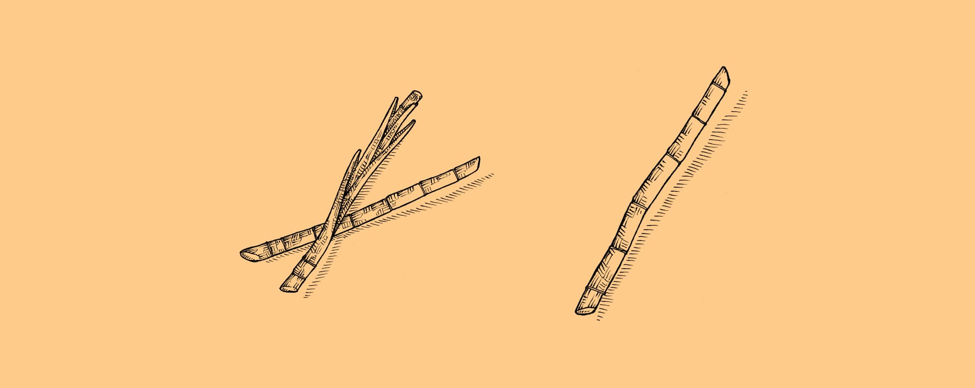 Handtecknad illustration av sockerrör.