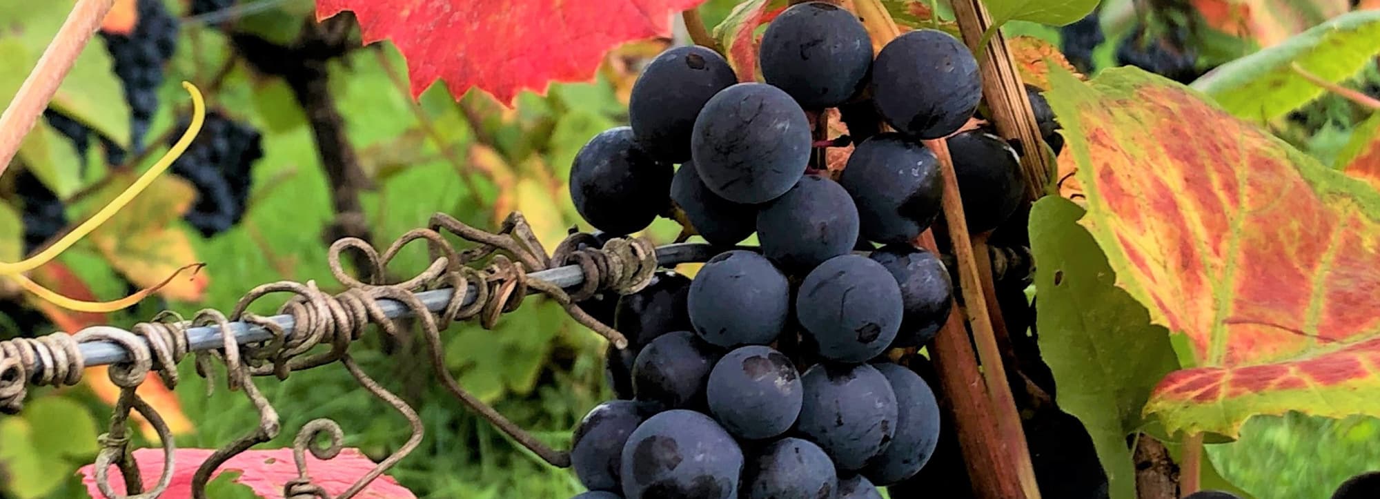 Prova olika smaktyper av vin