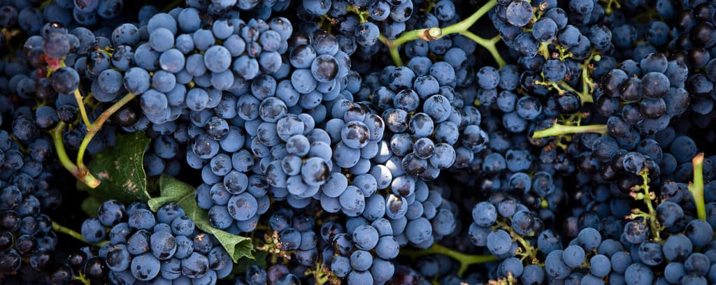 Vinprovning, ölprovning & spritprovning i Göteborg | Systembolaget