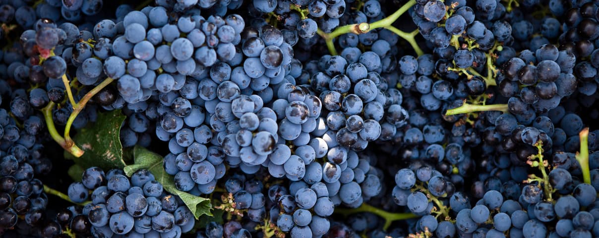 Vinprovning, ölprovning & spritprovning i Göteborg | Systembolaget
