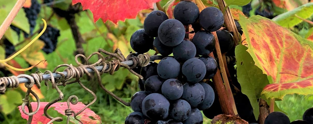 Vinprovning hemma – tips, råd och inspiration | Systembolaget